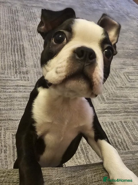 Boston Terrier dogs Boston Terrier Puppy Ready for His Forever Home - Advert 1