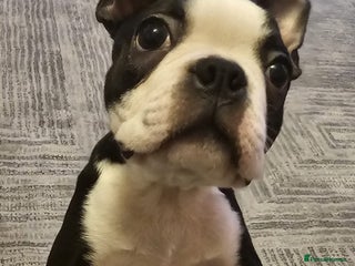 Boston Terrier dogs Boston Terrier Puppy Ready for His Forever Home - Advert 1