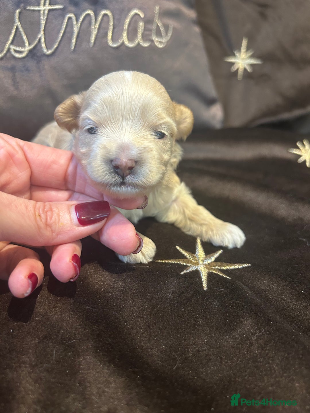 Maltipoo dogs for sale: Teeny tiny multipoos babies 🧸 - Advert 11