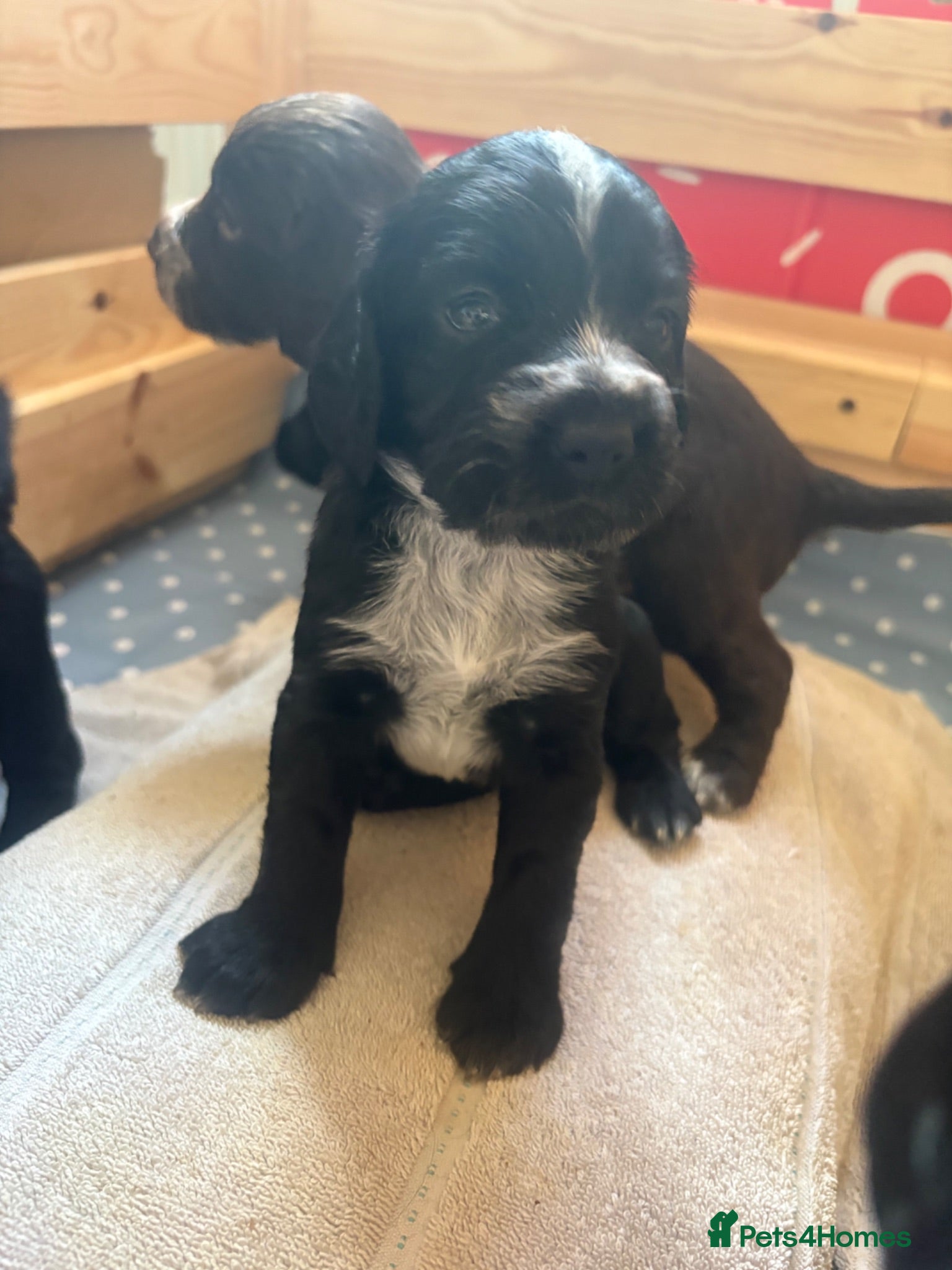Sprocker dogs Two gorgeous Sprocker spaniels for sale - Advert 2