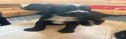 Sprocker dogs for sale:  Sprocker spaniels for sale - Advert 13