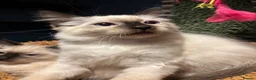 Ragdoll cats for sale: Ragdoll seal point/bluepoint - Advert 18