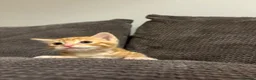 Mixed Breed cats for sale: Beautiful playful kittens  in Huntingdon - Advert 7