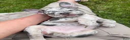 French Bulldog dogs for sale: Stunning Frenchie pups  - Advert 14