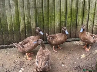 Ducks poultry Mrs Heather Milbourn - Advert 11