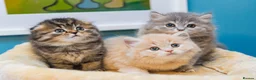 Scottish Fold cats for sale: Long Hair Scottish Fold Male Very affectionate  - Advert 5