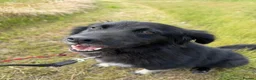 Mixed Breed dogs for adoption: Raven - Advert 4