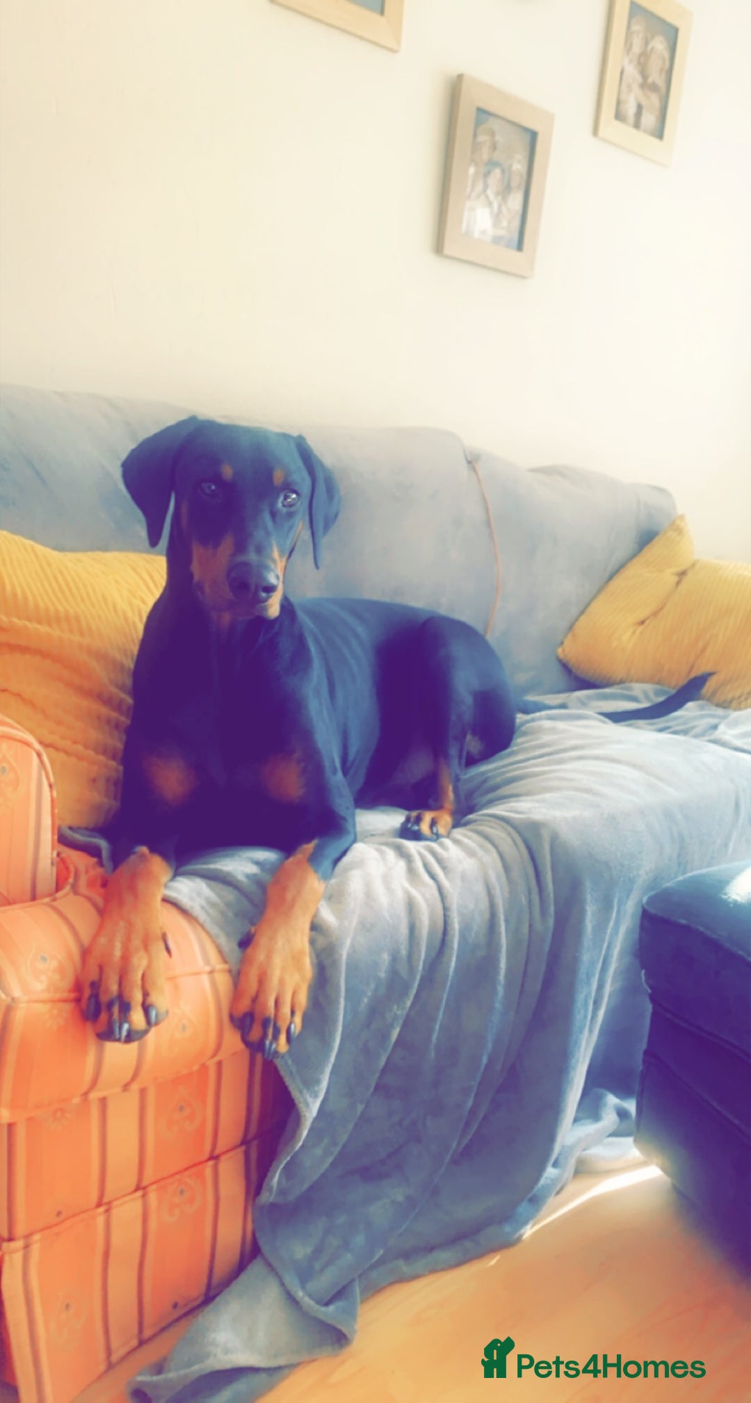Dobermann dogs for sale: Wonderful Doberman for unfortunate adoption  - Advert 27