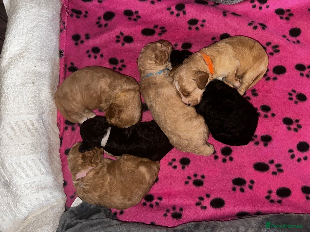 Cockapoo dogs for sale: Gorgeous F2 Cockapoo Puppies in Nottingham - Advert 1