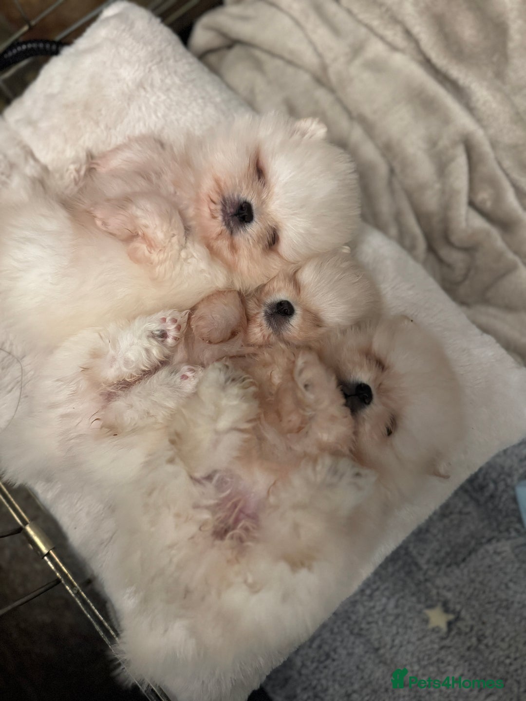 Pomeranian dogs for sale: 🧸 WHITE KC TEDDY BEARS 🧸 TINY, TRUE TYPE! - Advert 4