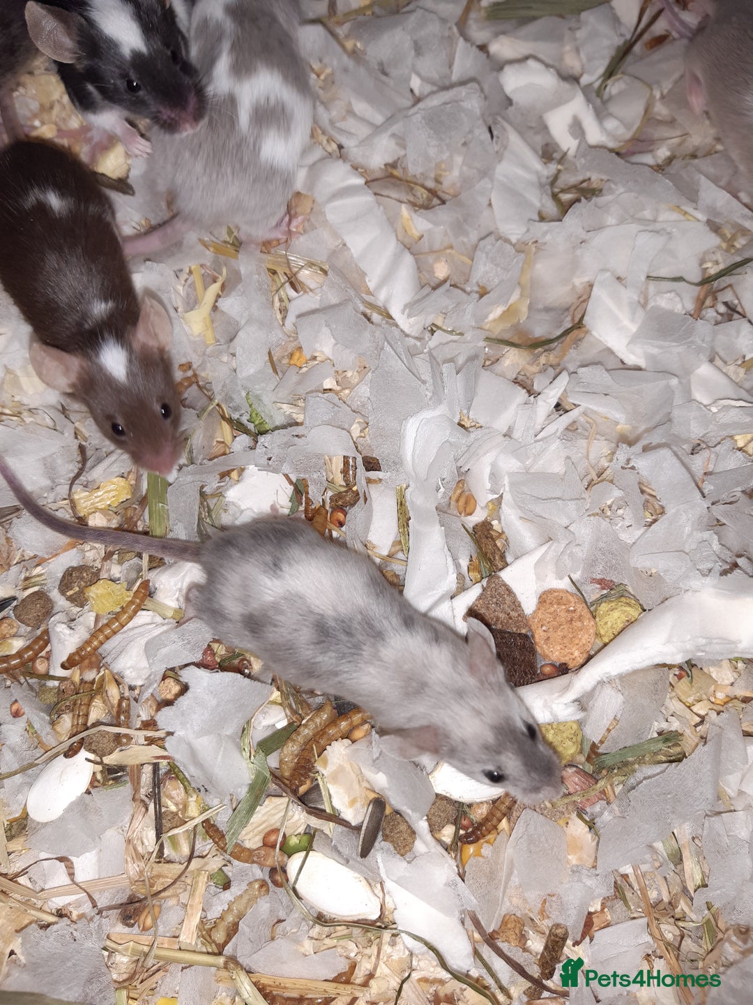 Mouse rodents for sale: Baby female fancy mice ready now - Advert 8