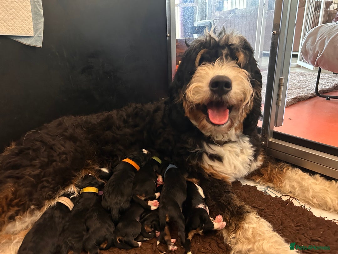 Bernedoodle dogs for sale: Bernedoodle waiting lists - Image 39