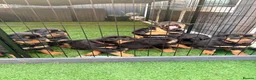 Rottweiler dogs for sale: 7 amazing rottweiler pups - Advert 3