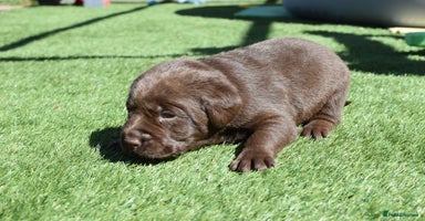 Labrador Retriever dogs - Advert 4