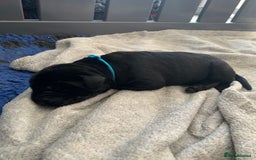 Labrador Retriever dogs for sale: 5* breeder🐾beautiful glossy black puppies ❤️  - Image 24