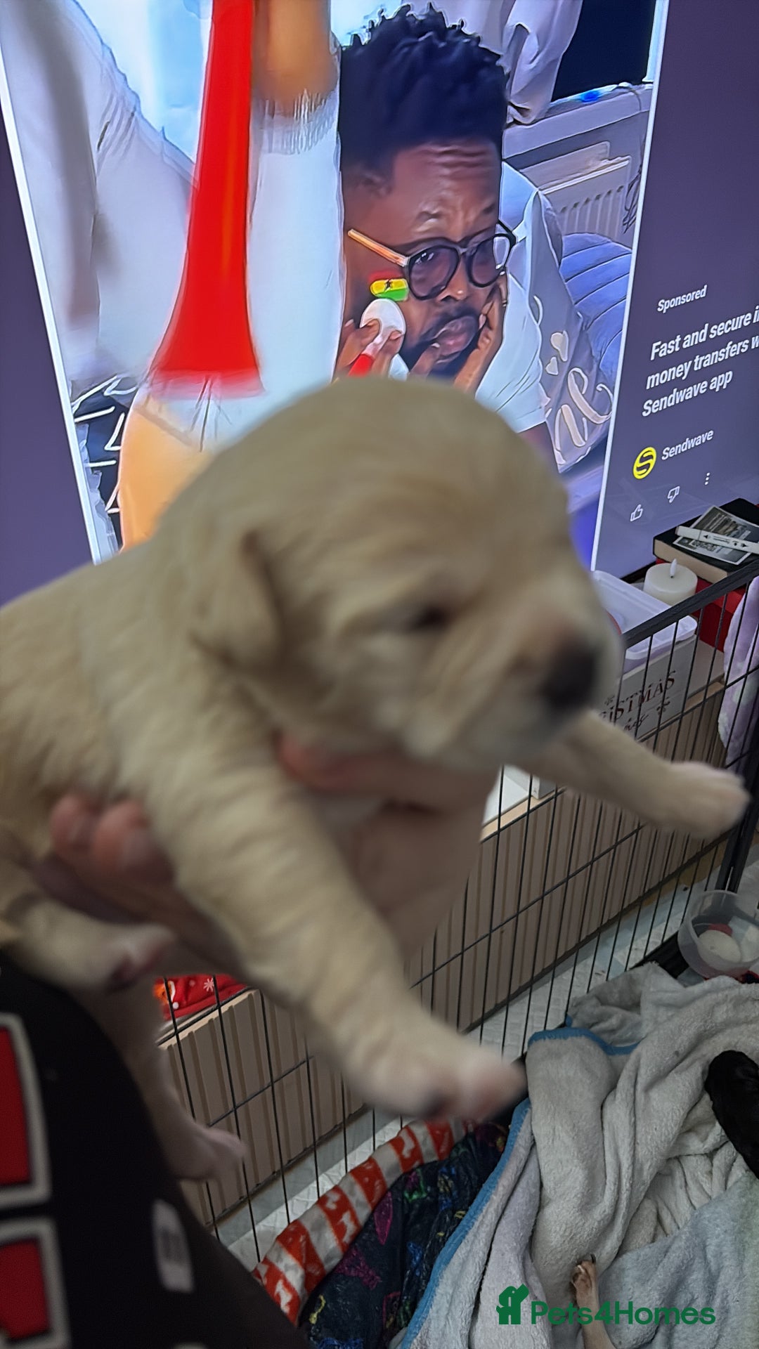 Mixed Breed dogs for sale: Beautiful we puppies  good homes only please  - Advert 1