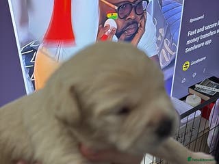 Mixed Breed dogs Beautiful we puppies good homes only please - Advert 1