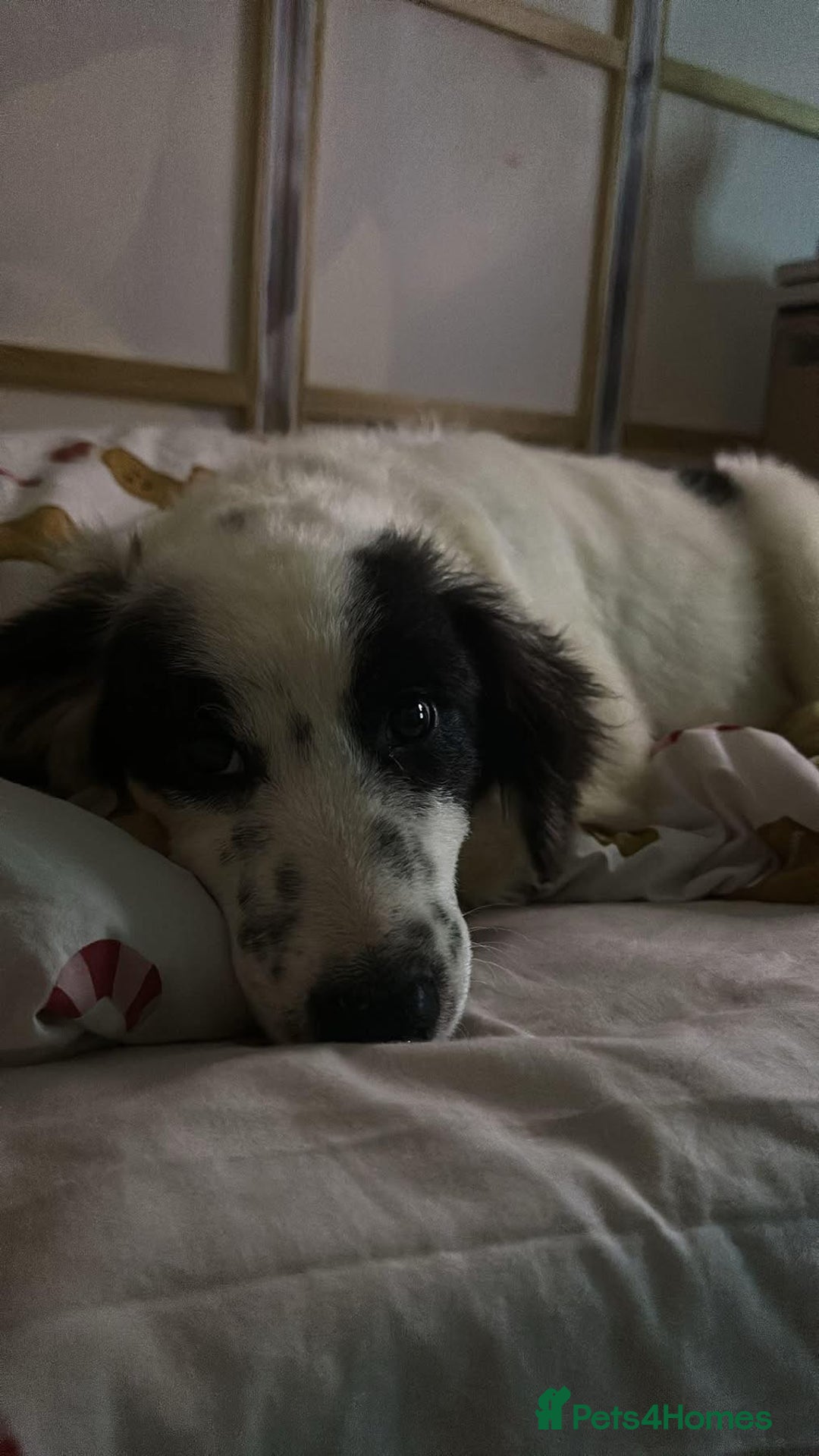 Mixed Breed dogs for adoption: Clark - Norwich Norfolk  - Advert 11