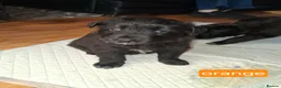 Mixed Breed dogs for sale: Border collie x German Shepherd  in Spennymoor - Advert 8
