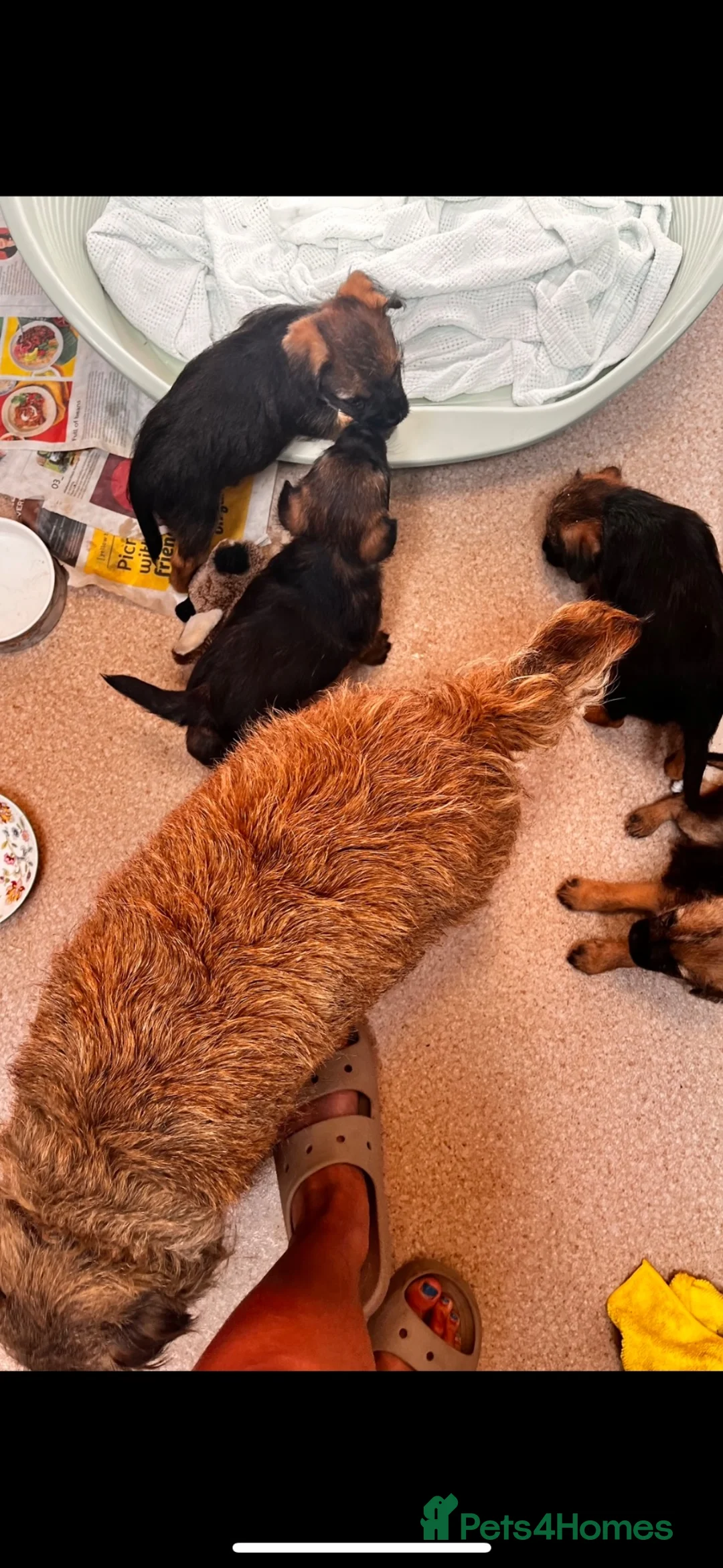 Border Terrier dogs for sale: Border terrier girls  - Advert 2