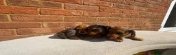 Miniature Dachshund dogs for sale: Champion bloodline miniature long haired dachshund - Advert 10