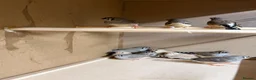 Finches birds for sale: Zebra finches  in Oldbury - Advert 2