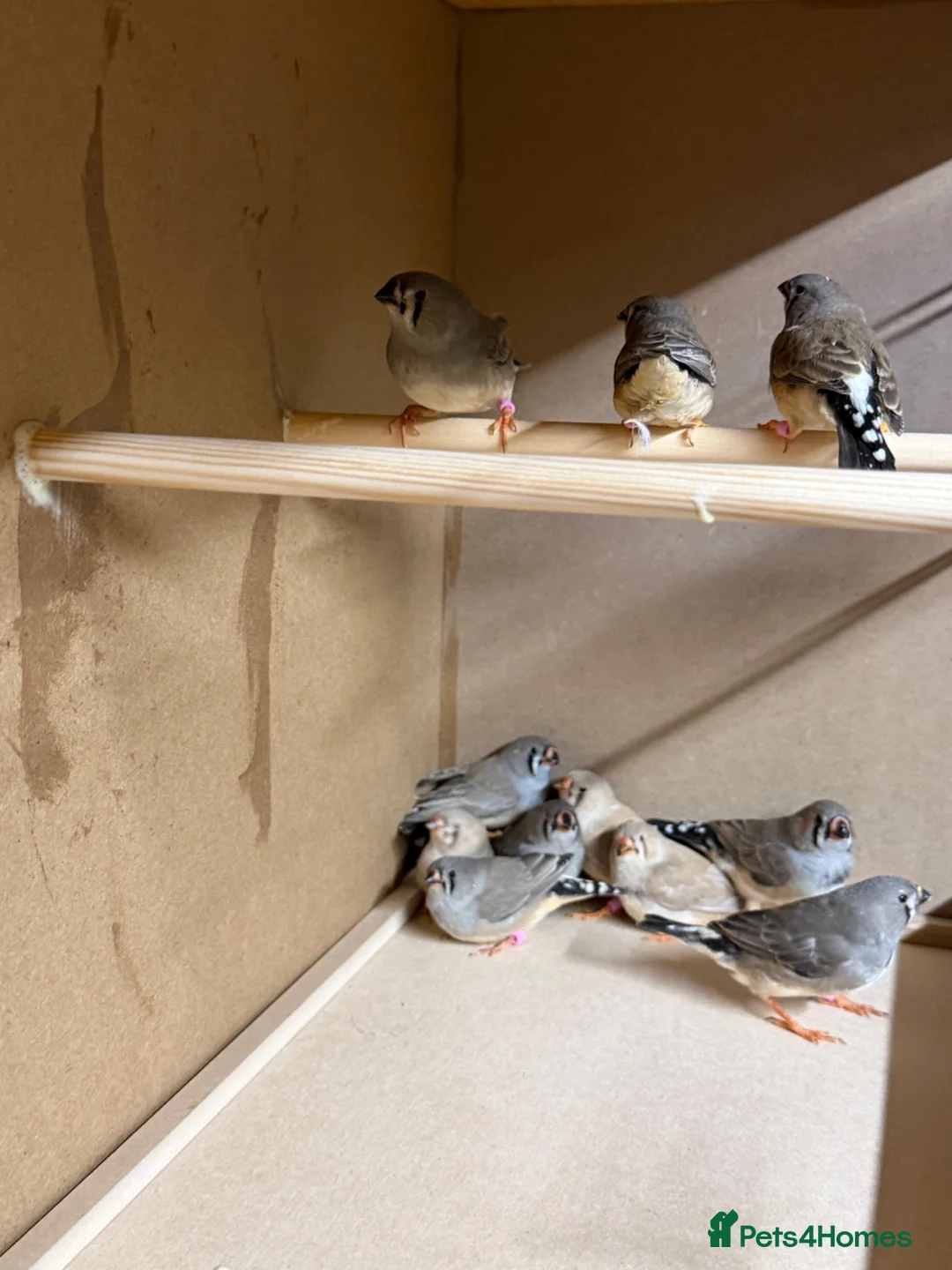 Finches birds for sale: Zebra finches  in Oldbury - Advert 2