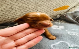 Cocker Spaniel dogs for sale: Red Cocker Spaniel Puppies - Image 15