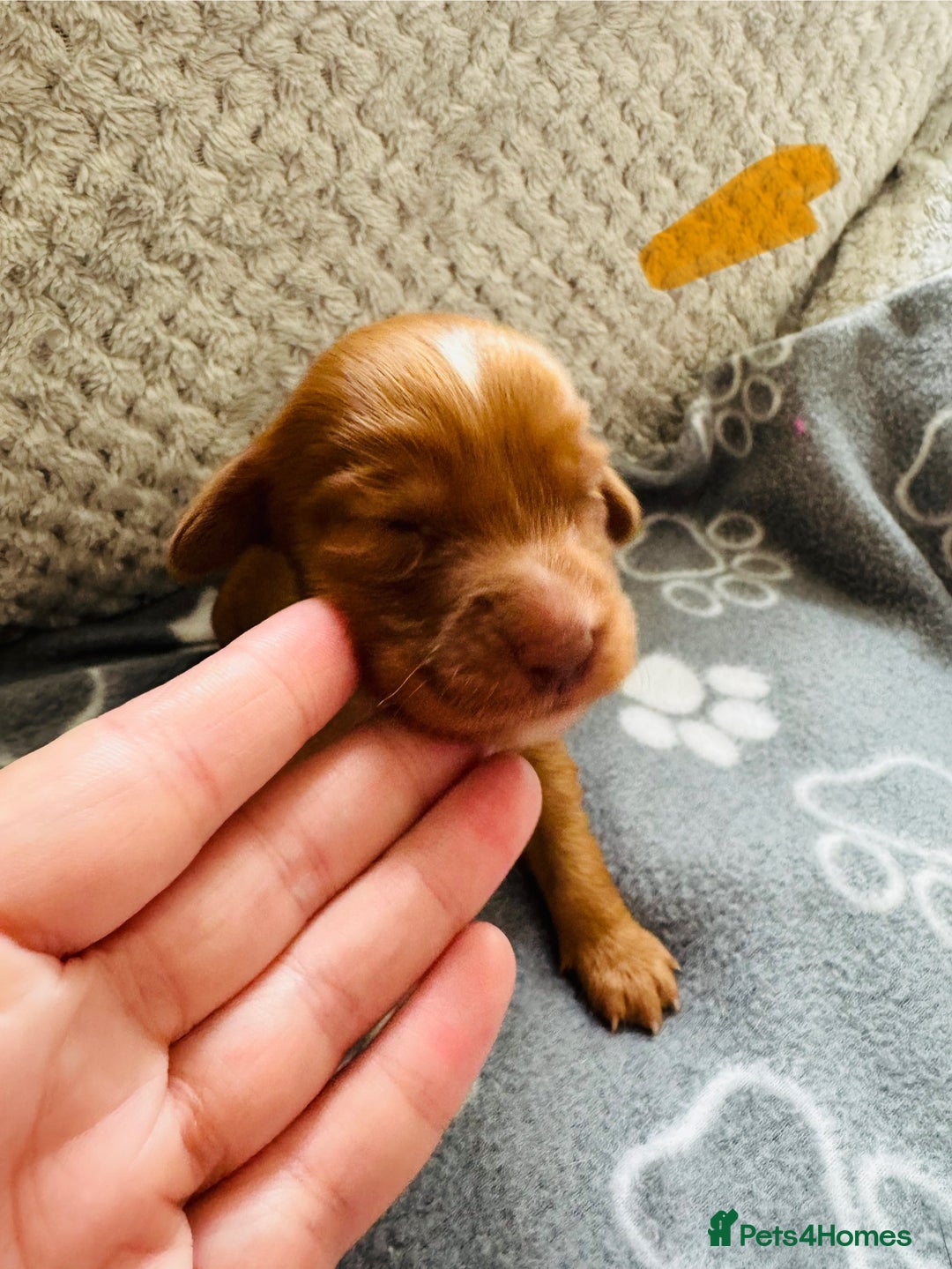 Cocker Spaniel dogs for sale: Red Cocker Spaniel Puppies - Image 15