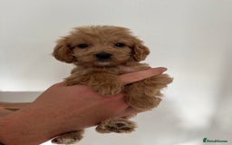 Cockapoo dogs for sale: cockapoo puppies  - Image 10