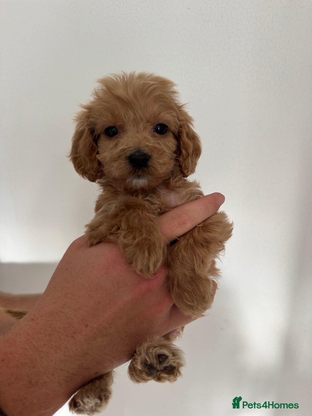 Cockapoo dogs for sale: cockapoo puppies  - Image 10
