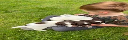English Springer Spaniel dogs for sale: English Springer Spaniel  in Dunkeld - Advert 2