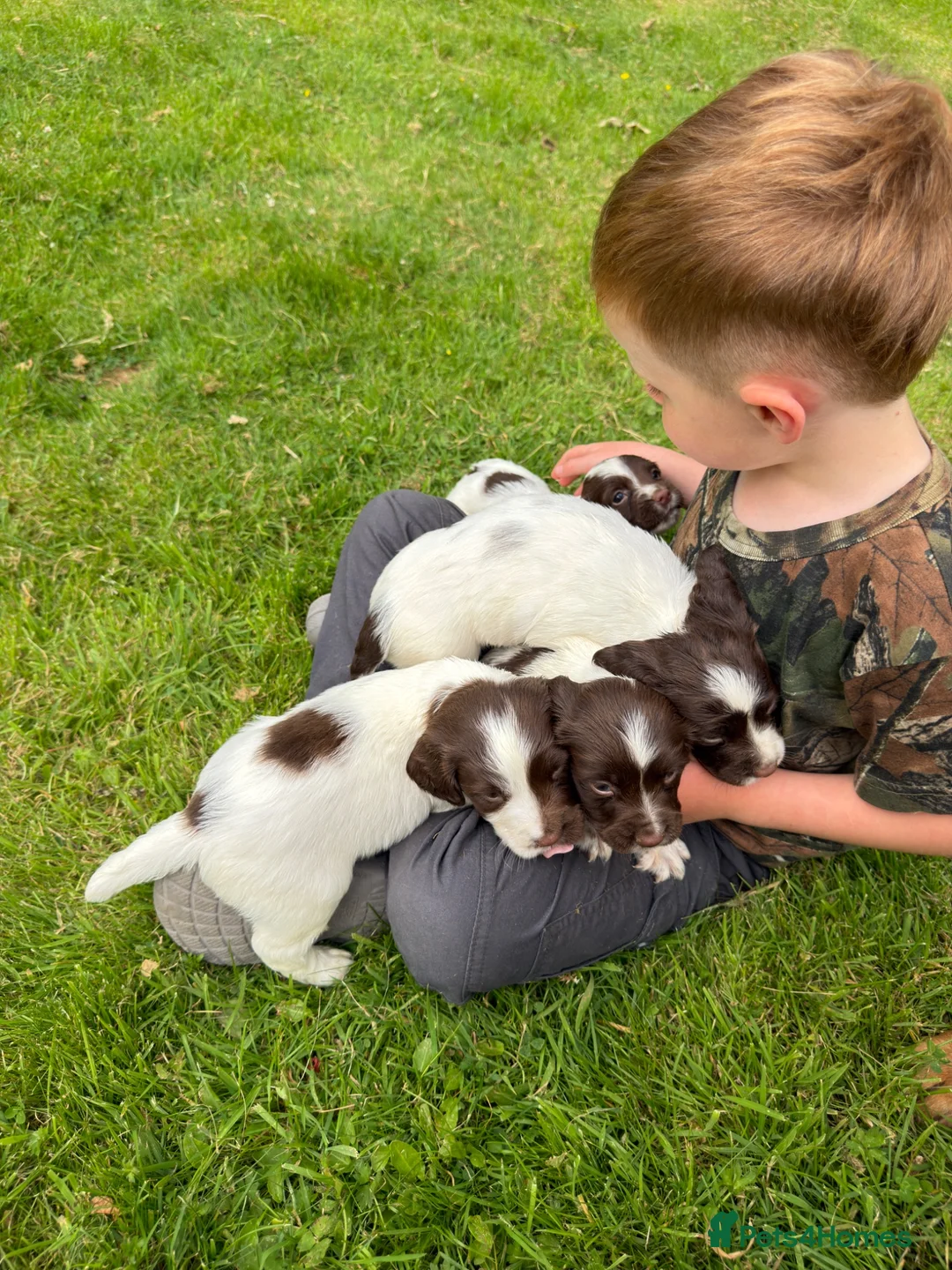 English Springer Spaniel dogs for sale: English Springer Spaniel  in Dunkeld - Advert 2