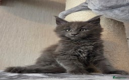 Maine Coon cats for sale: TICA REGISTERED MAINE COON KITTENS - Image 7