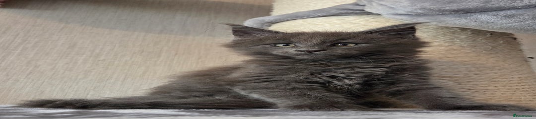 Maine Coon Kitten 3