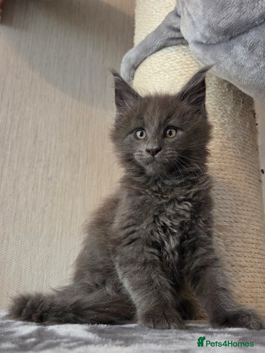 Maine Coon cats for sale: TICA REGISTERED MAINE COON KITTENS - Image 7