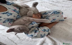 British Shorthair cats for sale: BSH Male  - Image 5