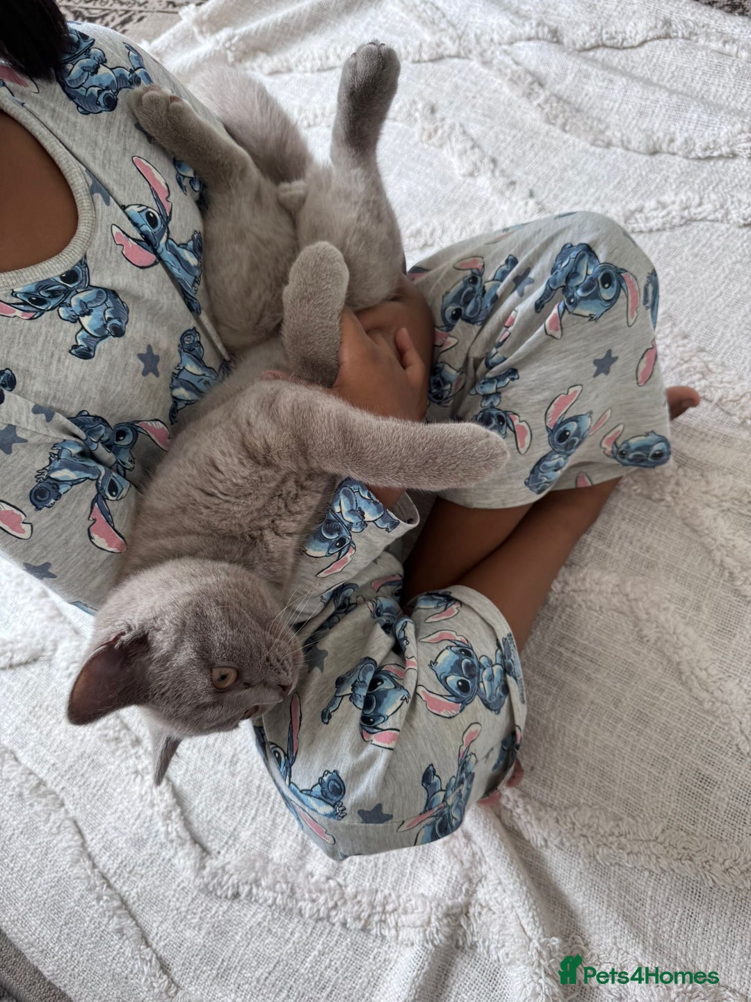 British Shorthair cats for sale: BSH Male  - Image 5