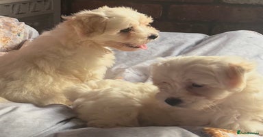 Maltipoo dogs - Advert 1