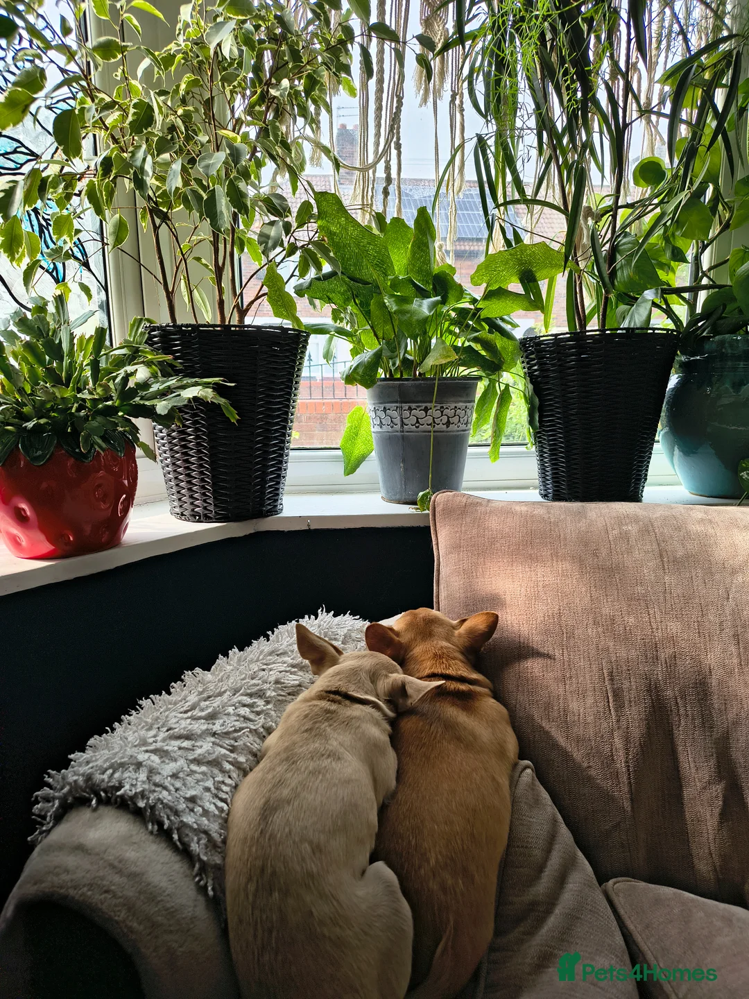 Chihuahua dogs for sale: Mature Chihuahua Lady looks for adoption  in Liverpool - Advert 2