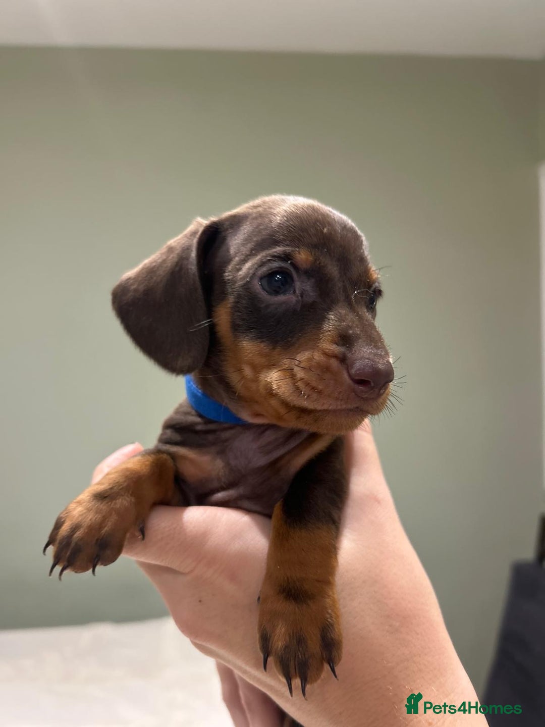 Dachshund dogs for sale: STANDARD DACHSHUND PUPPYS. READY TO LEAVE.  - Advert 6