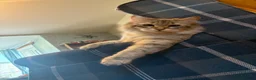 Siberian cats for sale: Beautiful Siberian Male Cat - Advert 3