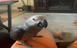 Parrots birds for sale: Tamed male and female African Grey parrots - Image 1