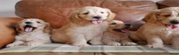 Mini Goldendoodle dogs for sale: Stunning F1 Health Tested Miniature Goldendoodles - Advert 4