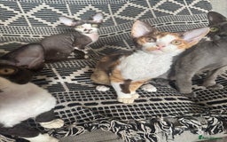 Devon Rex cats for sale: 1 girl left Devon Rex Kittens – Exceptional Type  in Stamford - Image 33