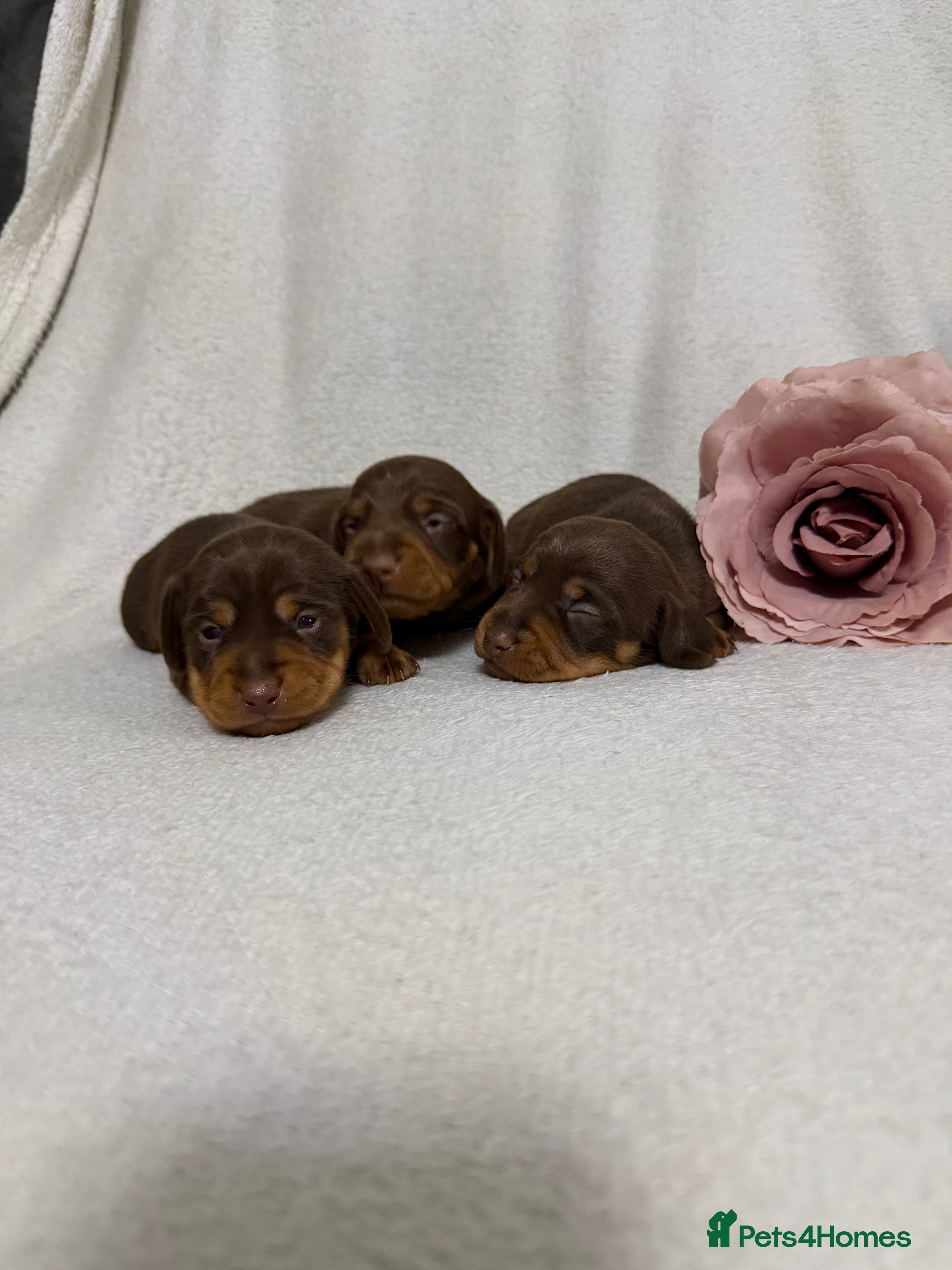 Miniature Dachshund dogs Stunning minature dachshunds  - Advert 10
