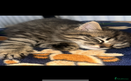 Mixed Breed cats for sale: Kitten for sale  in Slough - Image 5