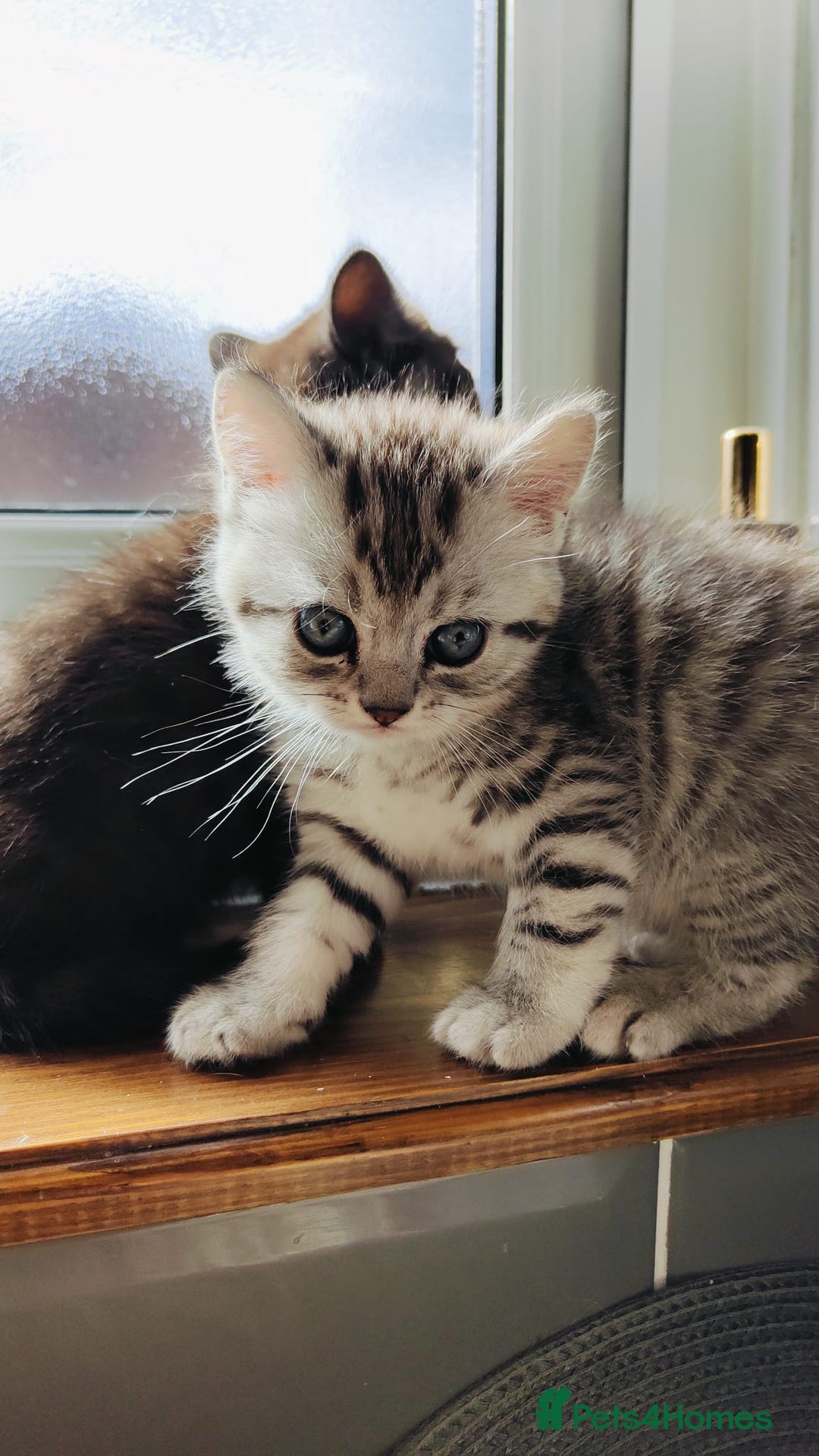 Scottish Fold cats for sale: ❤️Gorgeous Scottish Fold Straight ears kittens❤️ - Image 36