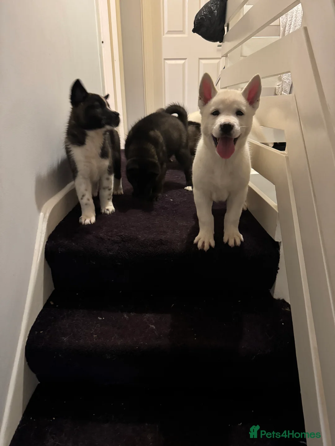 Mixed Breed dogs for sale: 7 beautiful American Akita Puppies ***5 left*** - Advert 15