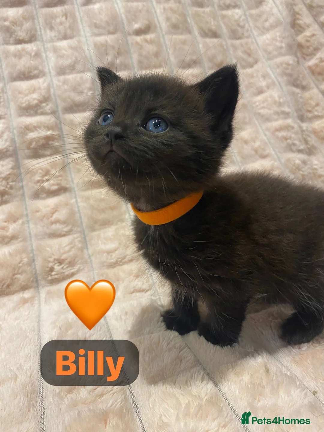 British Shorthair cats for sale: Beautiful British shorthair cross kittens🩵🩷 - Advert 27